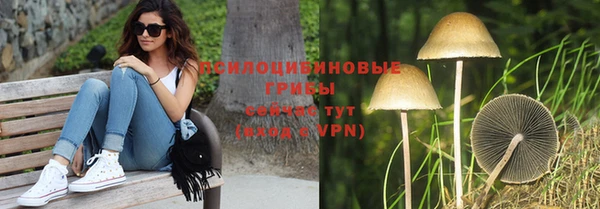 прущие грибы Каменногорск